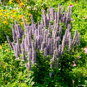 Agastache - Dropplant - Agastache foeniculum