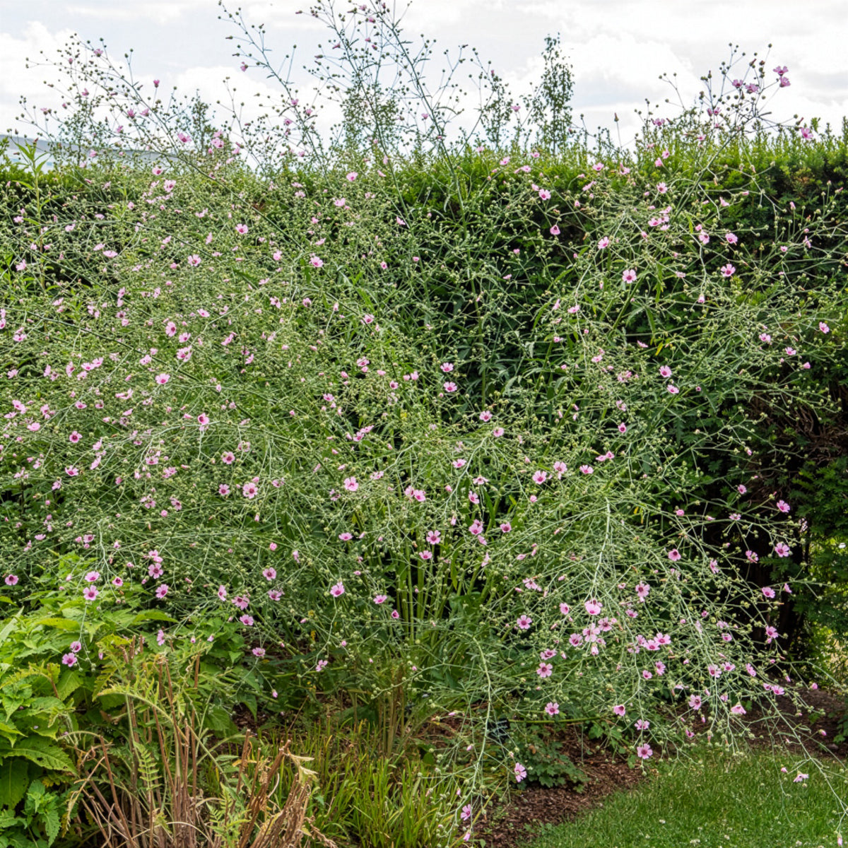 Hennepbladstokroos - Althaea cannabina - Willemse