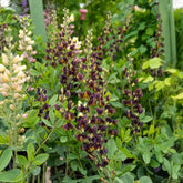 Valse indigo Dark Chocolate - Willemse