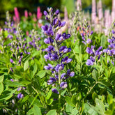 Valse indigo Blueberry Sundae - Willemse