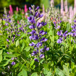 Valse indigo Blueberry Sundae - Willemse