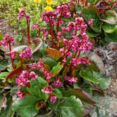 Schoenlappersplant Abendglut - Bergenia cordifolia Abendglut - Willemse
