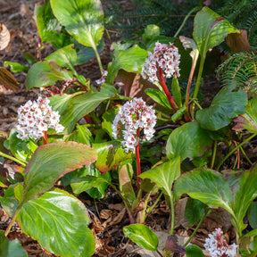Schoenlappersplant Silberlicht - Bergenia Silberlicht - Willemse