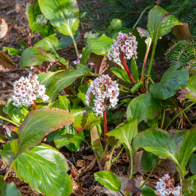 Schoenlappersplant Silberlicht - Bergenia Silberlicht - Willemse