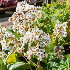 Schoenlappersplant Silberlicht - Willemse