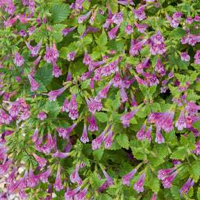 Bergsteentijm Thé de l'Aubrac - Calamintha grandiflora - Willemse