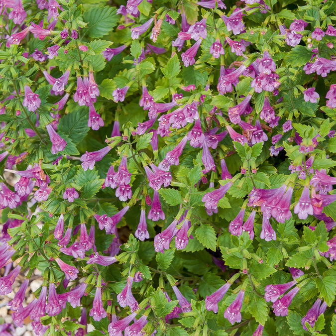Bergsteentijm Thé de l'Aubrac - Calamintha grandiflora - Willemse