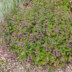 Bergsteentijm Thé de l'Aubrac - Willemse