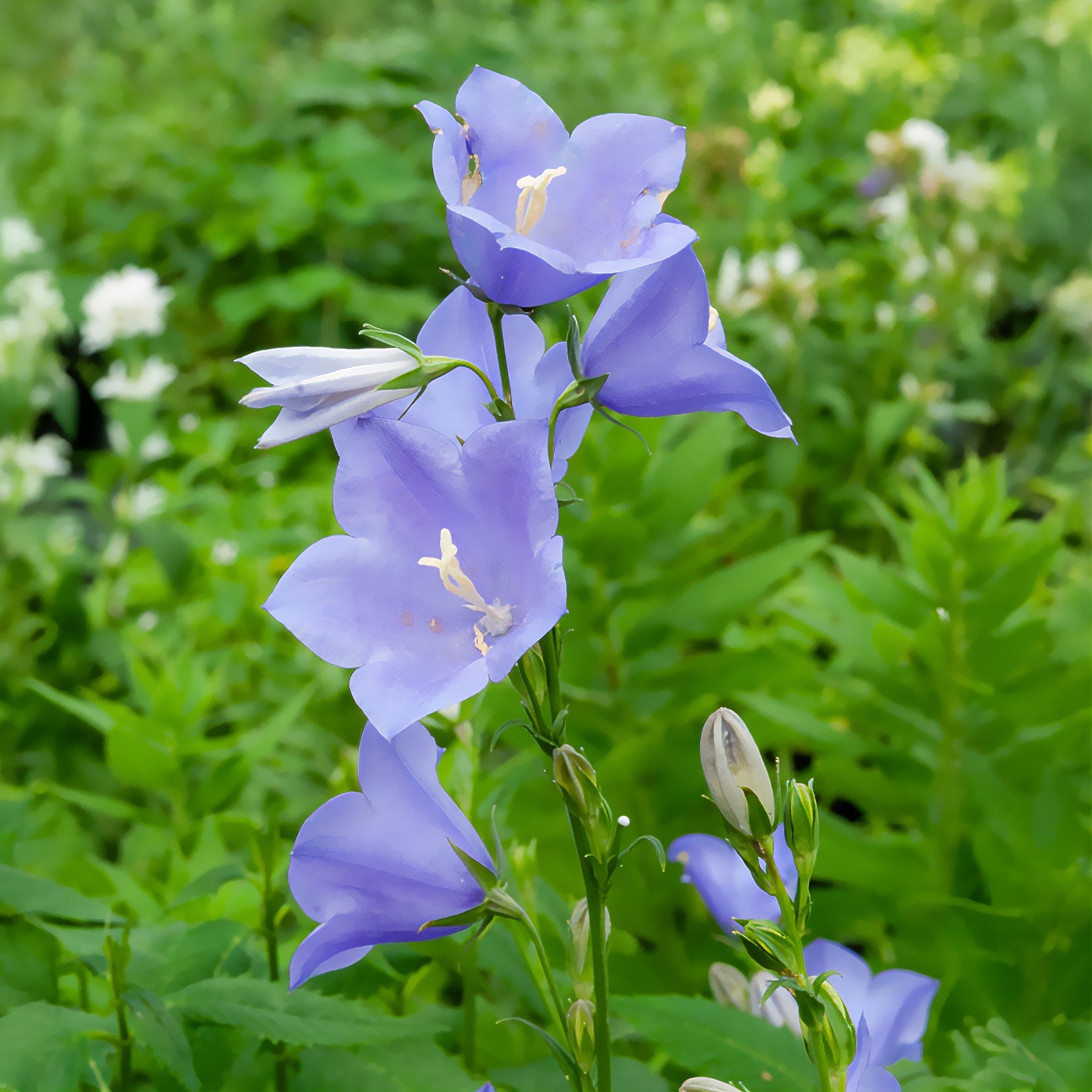 Prachtklokje - Campanula persicifolia - Willemse