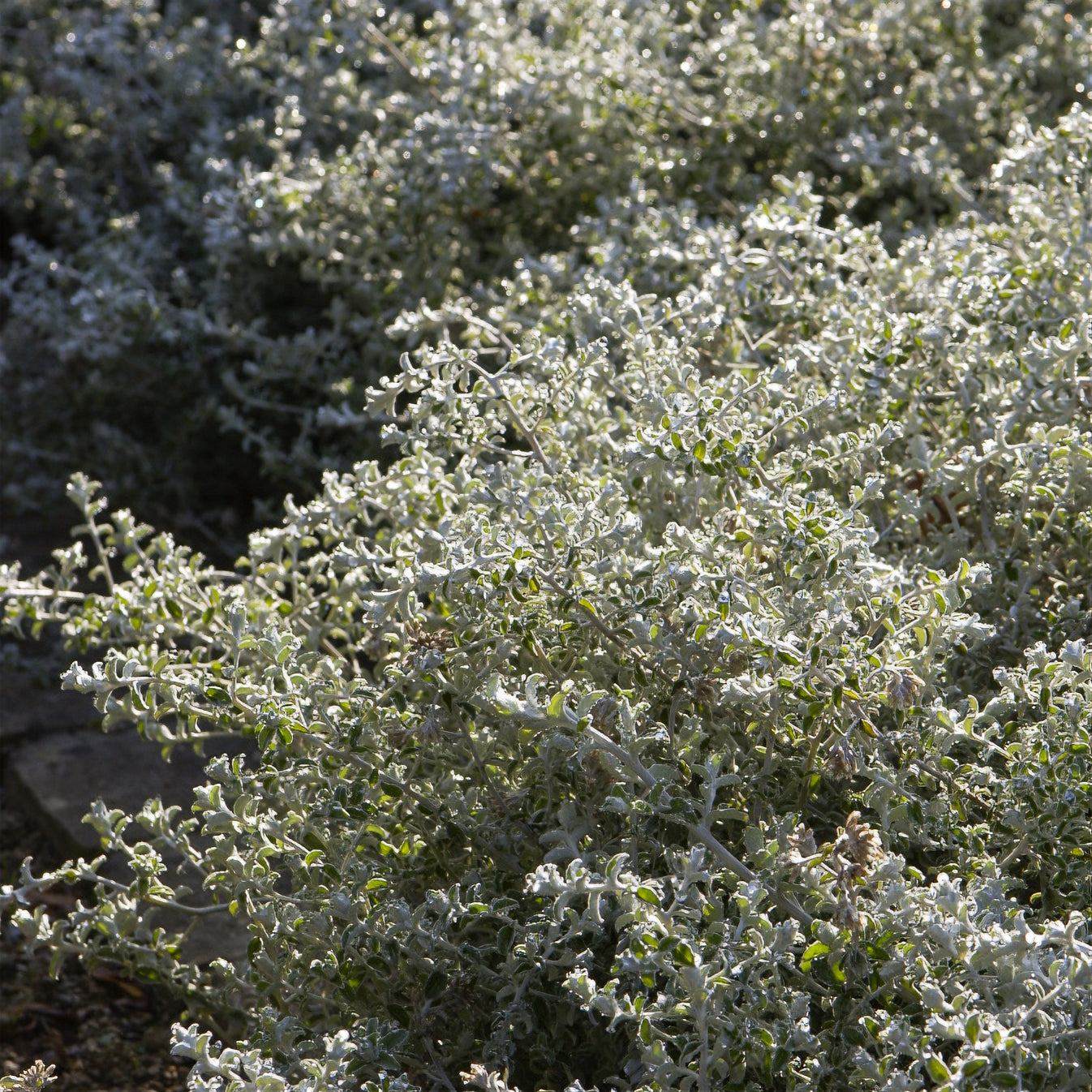 Viltige hoornbloem 'Yo Yo' - Willemse