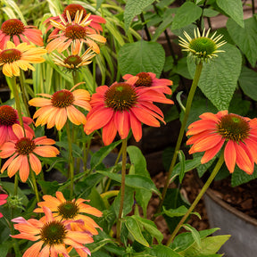 Zonnehoed 'Cheyenne Spirit' - Echinacea purpurea Cheyenne Spirit - Willemse