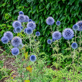 Kogeldistel - Willemse