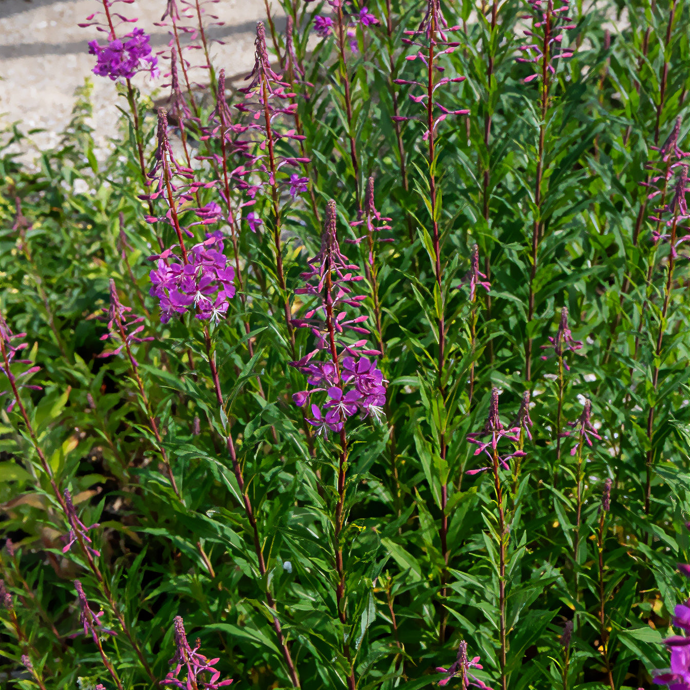Vaste planten - Basterdwederik Saint-Antoine - Epilobium angustifolium