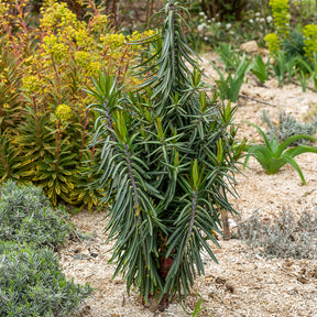 Kruisbladige wolfsmelk - Willemse