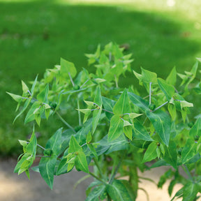 Euphorbia lathyris - Kruisbladige wolfsmelk - Wolfsmelk
