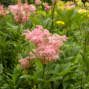Knolspirea Venusta - Filipendula rubra venusta - Willemse