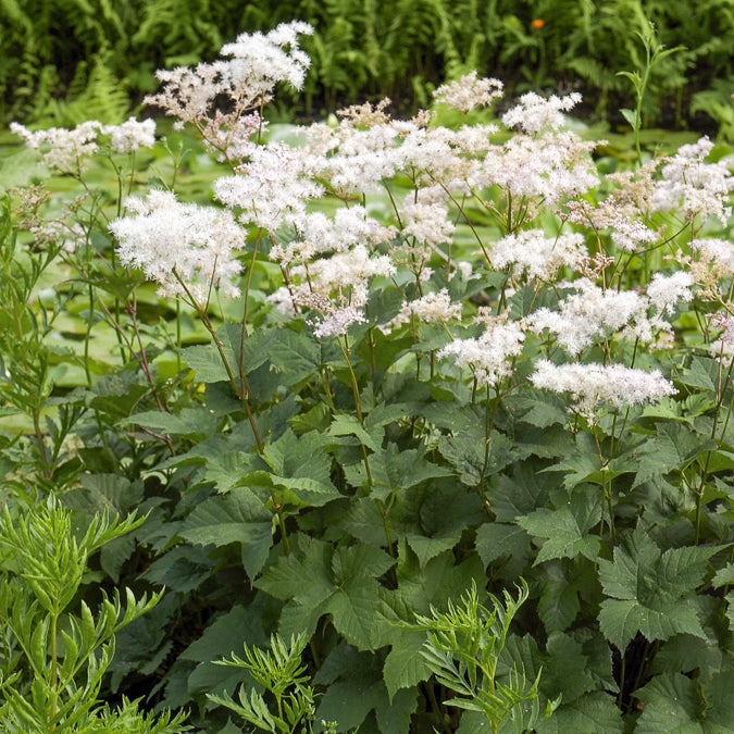 Knolspirea - Filipendula ulmaria - Willemse