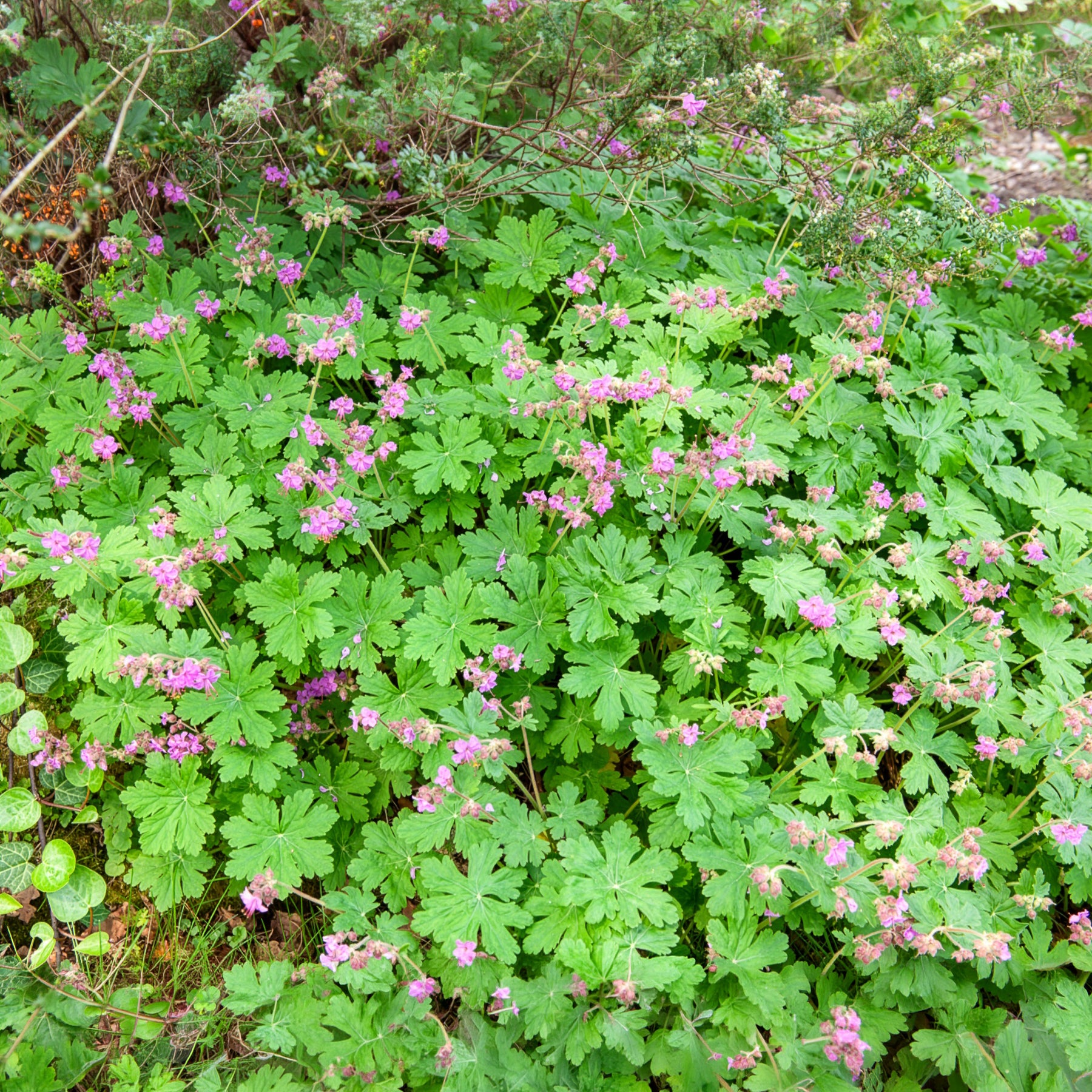 Rotsooievaarsbek - Geraniums - Willemse