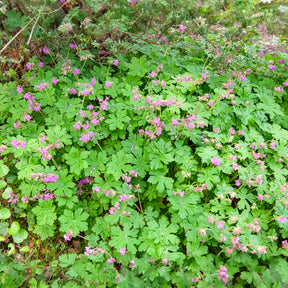 Rotsooievaarsbek - Geraniums - Willemse