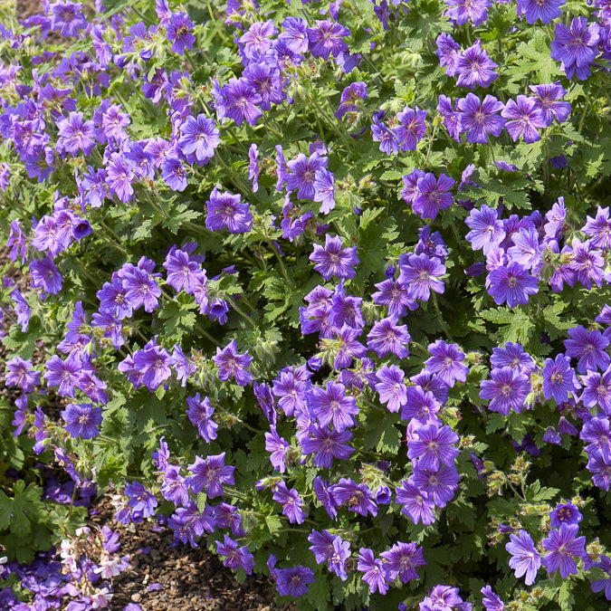 Geraniums - Ooievaarsbek 'Rosemoor' - Geranium x magnificum Rosemoor