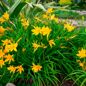 Daglelie Citrina - Hemerocallis citrina - Willemse