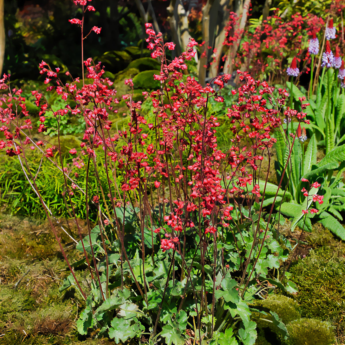 Purperklokje 'Pluie de Feu' - Willemse