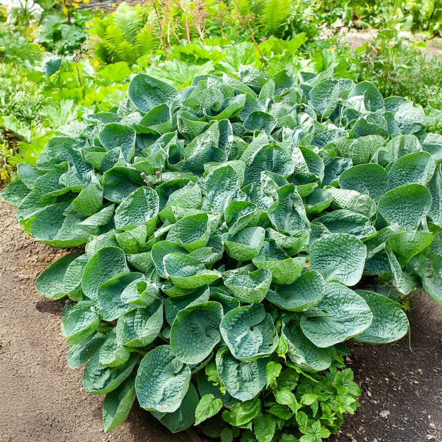 Hartlelie Big Daddy Funkia - Hosta big daddy - Willemse