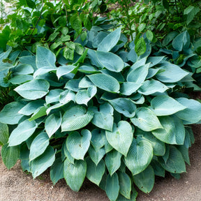 Hartlelie Halcyon - Hosta Halcyon - Willemse