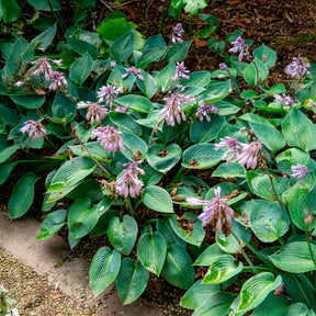 Hosta - Hartlelie - Hartlelie Halcyon - Hosta Halcyon