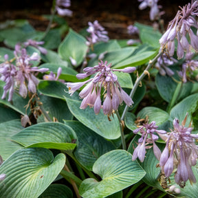 Hosta Halcyon - Hartlelie Halcyon - Hosta - Hartlelie
