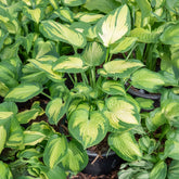 Hosta hybride pauls glory - Hartlelie Paul's Glory Funkia - Hosta - Hartlelie