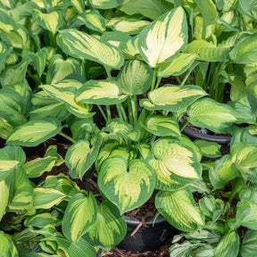 Hosta hybride pauls glory - Hartlelie Paul's Glory Funkia - Hosta - Hartlelie