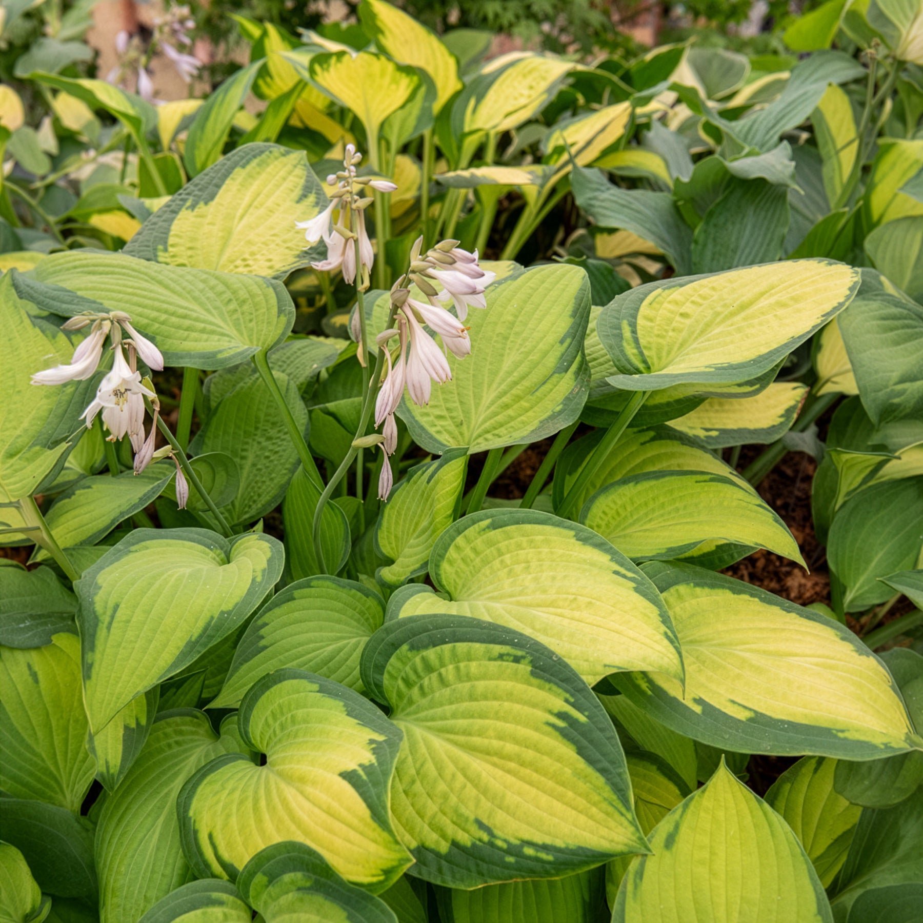 Hartlelie Paul's Glory Funkia - Hosta hybride pauls glory - Willemse