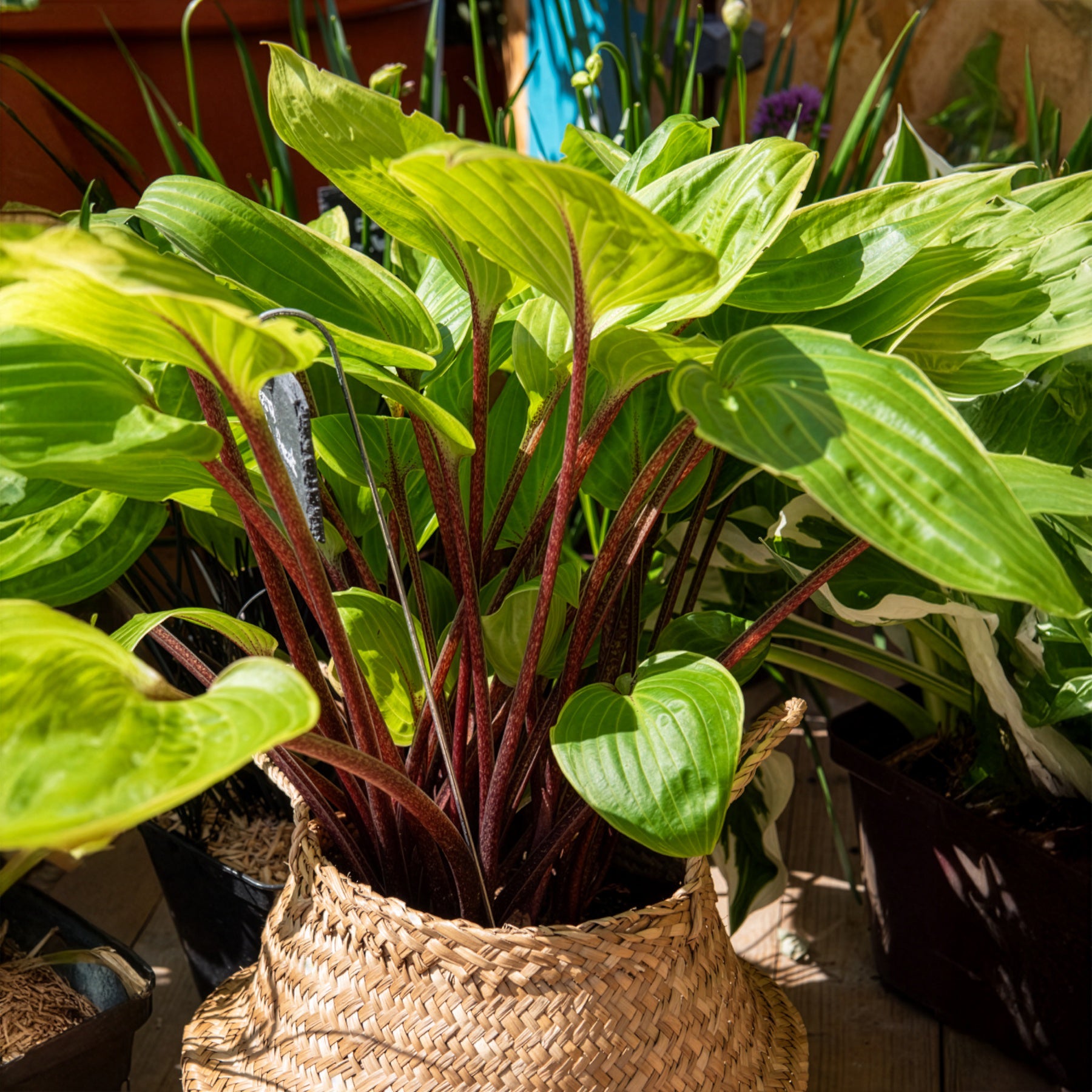 Hartlelie Purple Heart - Willemse