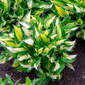 Hartlelie Whirlwind Funkia - Willemse