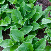 Hartlelie Elegans Funkia sieboldiana - Hosta sieboldiana elegans - Willemse