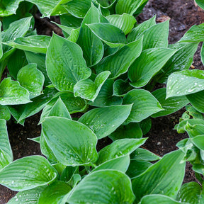 Hartlelie Elegans Funkia sieboldiana - Hosta sieboldiana elegans - Willemse