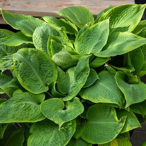 Hartlelie Frances Williams à marge jaune - Hosta sieboldiana frances williams - Willemse