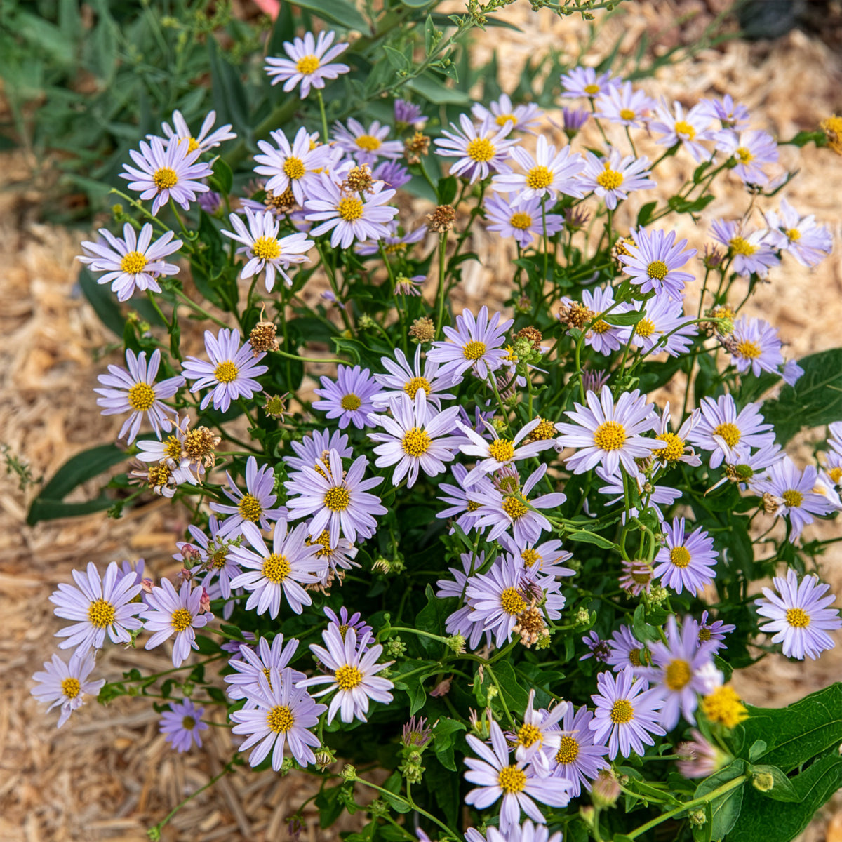 Zomeraster Blue Star - Willemse