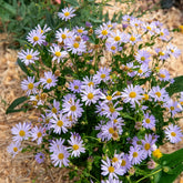 Zomeraster Blue Star - Willemse