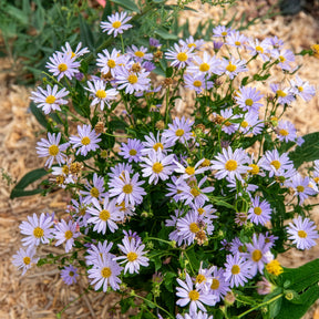 Zomeraster Blue Star - Willemse