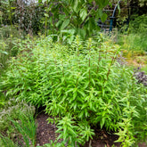Verkoop Citroenverbena - Aloysia citrodora