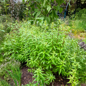 Verkoop Citroenverbena - Aloysia citrodora
