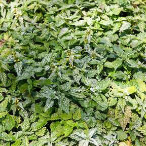 Gele dovenetel - Willemse