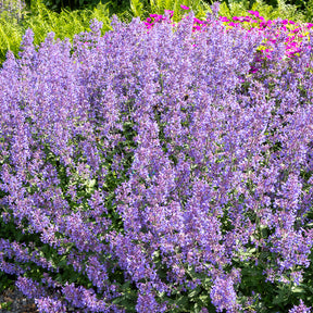 Nepeta faassenii Junior Walker - Kattekruid Junior Walker - Nepeta