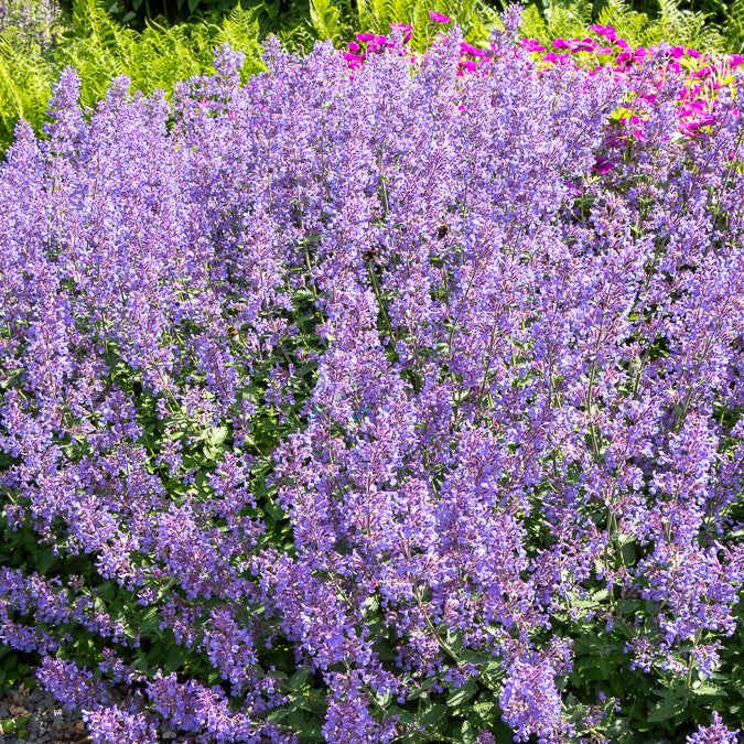 Nepeta faassenii Junior Walker - Kattekruid Junior Walker - Nepeta