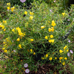 Teunisbloem African Sun - Oenothera African Sun - Willemse