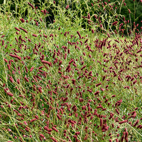 Grote pimpernel - Sanguisorba officinalis - Willemse