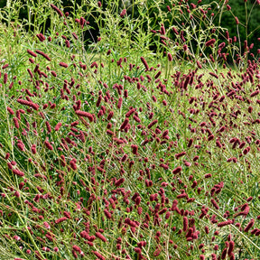 Verkoop 5 vaste planten voor bloemenweide - Panicum virgatum,Sesleria autumnalis, Allium sphaerocephalon,Veronicastrum virginicum, Sanguisorba officinalis      