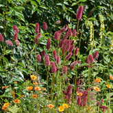 Grote pimpernel - Willemse